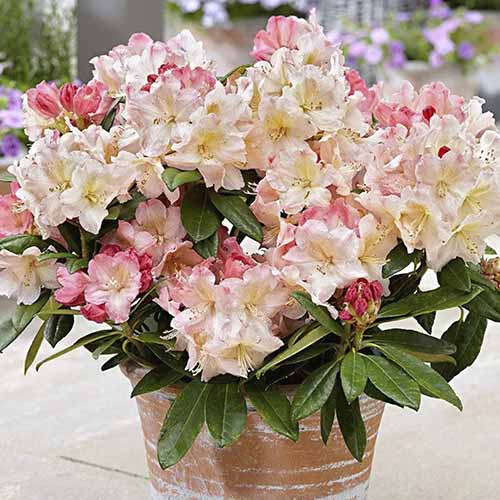 Rhododendron (Różanecznik) Percy Wiseman interface.image 1 interface.art 4793