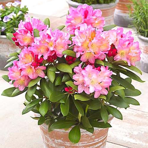 Rhododendron (Różanecznik) Tenderness interface.image 1 interface.art 9144