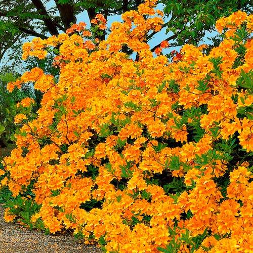 Rhododendron (Różanecznik) Gold interface.image 2 interface.art 2546