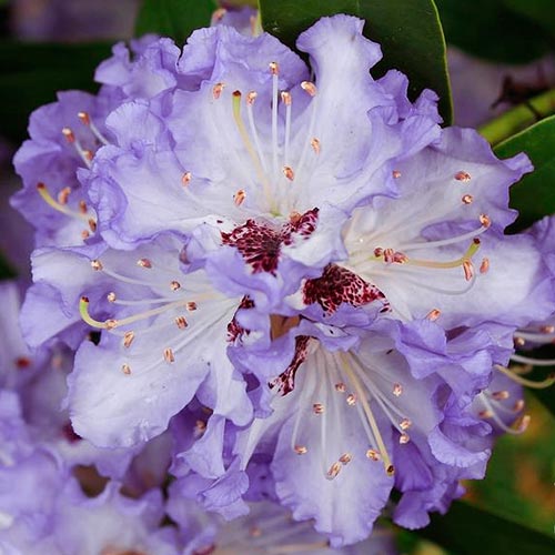 Rhododendron (Różanecznik) Blue Silver interface.image 3 interface.art 2545