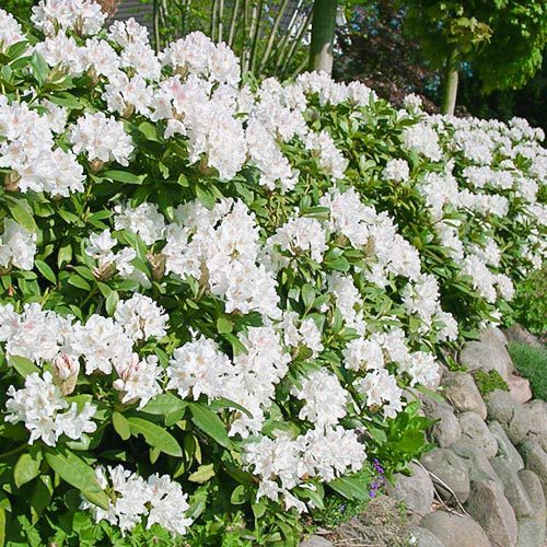Rhododendron (Różanecznik) Cunningham`s White interface.art zdjęcie 1 Rhododendron (Różanecznik) Cunningham`s White interface.image 1 interface.art 9088