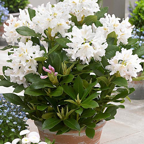 Rhododendron (Różanecznik) Cunningham`s White interface.art zdjęcie 2 Rhododendron (Różanecznik) Cunningham`s White interface.image 2 interface.art 9088