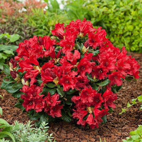 Rododendron (Różanecznik) Doloroso, P9 interface.image 1 interface.art 1578