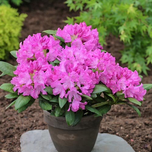 Rododendron (Różanecznik) Roseum Elegans, P9 interface.image 2 interface.art 9089