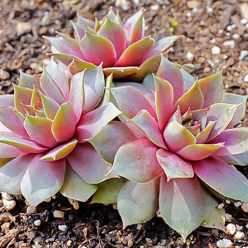 Rojnik (Sempervivum) Julia interface.image 1 interface.art 01379