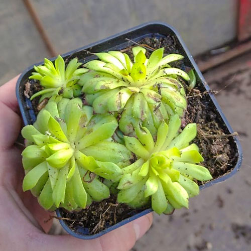 Rojnik (Sempervivum) Faraon interface.image 1 interface.art 01376