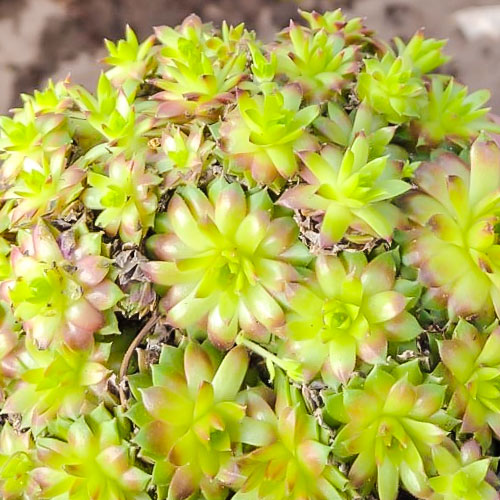 Rojnik pajęczynowaty (Sempervivum) Cameleon interface.art zdjęcie 1 Rojnik pajęczynowaty (Sempervivum) Cameleon interface.image 1 interface.art 01377