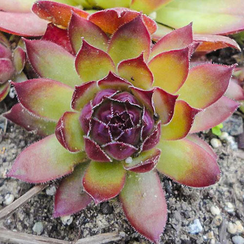 Rojnik (Sempervivum) Alladyn interface.image 1 interface.art 01360