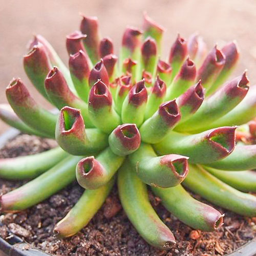 Rojnik (Sempervivum) Oddity interface.image 1 interface.art 01369