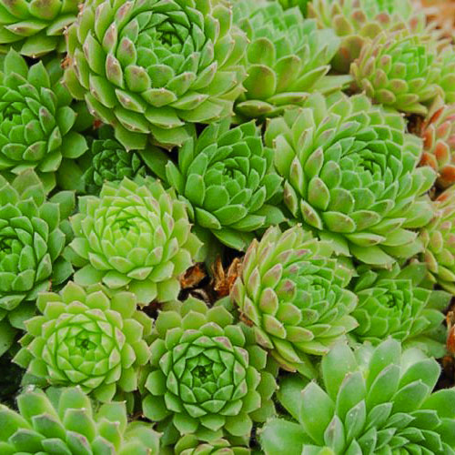 Rojnik (Sempervivum) Sabat interface.image 1 interface.art 01375