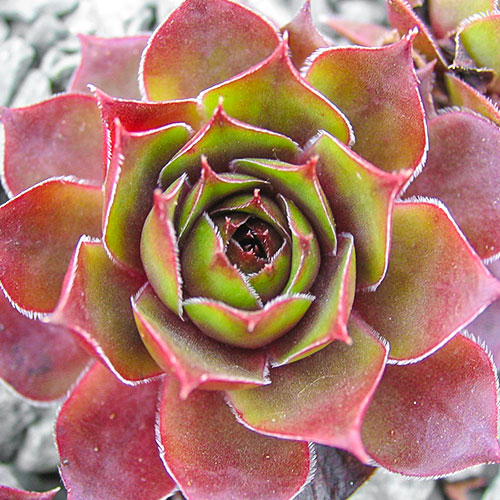 Rojnik (Sempervivum) Shadow interface.image 1 interface.art 01378