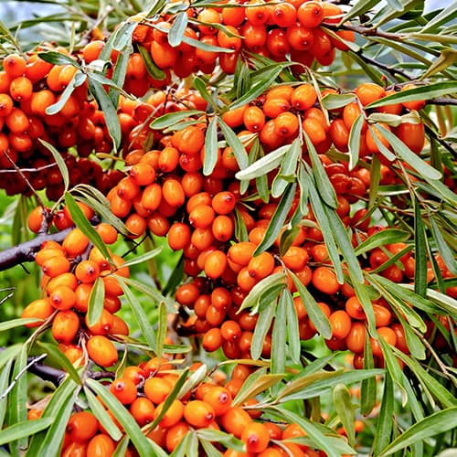 Rokitnik jadalny Friesdorfer Orange, С2 interface.image 1 interface.art 5856