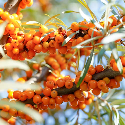 Rokitnik jadalny Nivelana, P9 interface.image 1 interface.art 5857