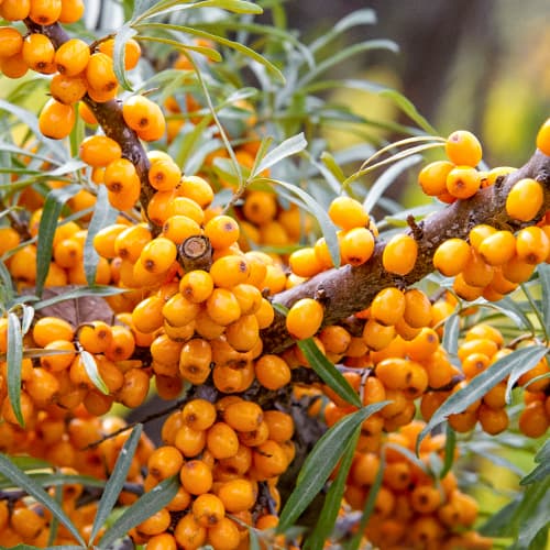 Rokitnik jadalny, P9 interface.image 1 interface.art 8282