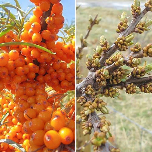 Rokitnik jadalny: męski (1) + żeński (1) interface.image 1 interface.art 9252