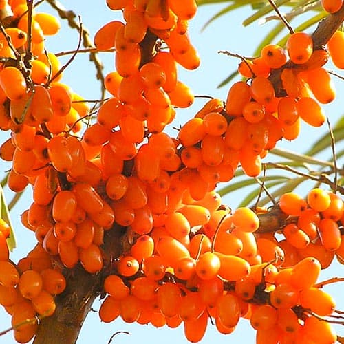 Rokitnik Plamiennaja interface.image 1 interface.art 4704