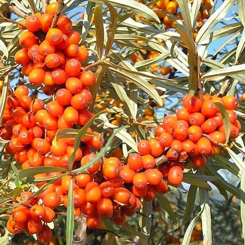 Rokitnik Pollmix interface.image 1 interface.art 4705