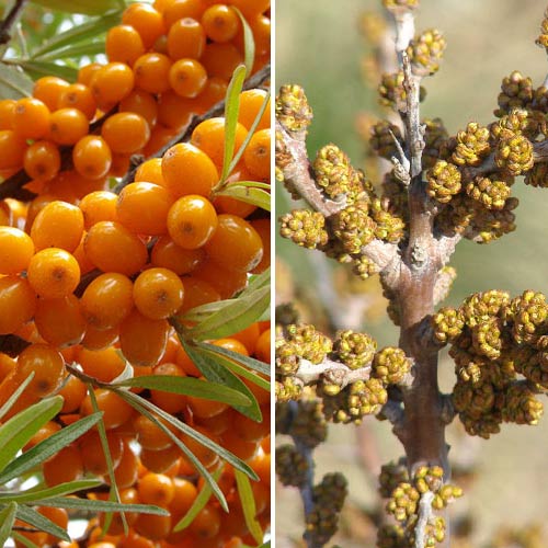 Rokitnik Pomarańczowa energia: męski (1) + żeński (1) interface.art zdjęcie 1 Rokitnik Pomarańczowa energia: męski (1) + żeński (1) interface.image 1 interface.art 9253