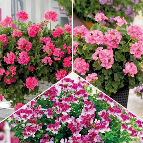 Rośliny na komary, zestaw 3 odmian interface.image 1 interface.art 77818