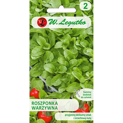 Salata roszponka warzywna Verte de Cambrai interface.image 1 interface.art 78497