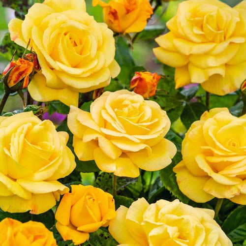 Róża wielkokwiatowa Arthur Bell interface.image 1 interface.art 2188