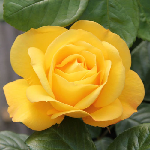 Róża wielkokwiatowa Arthur Bell interface.image 2 interface.art 2188