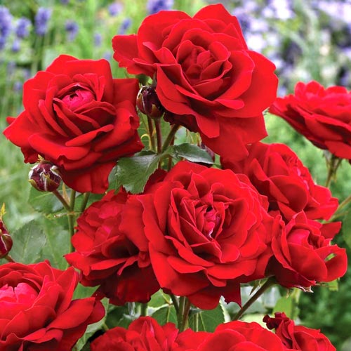 Róża bukietowa Black Cherry interface.image 1 interface.art 2189