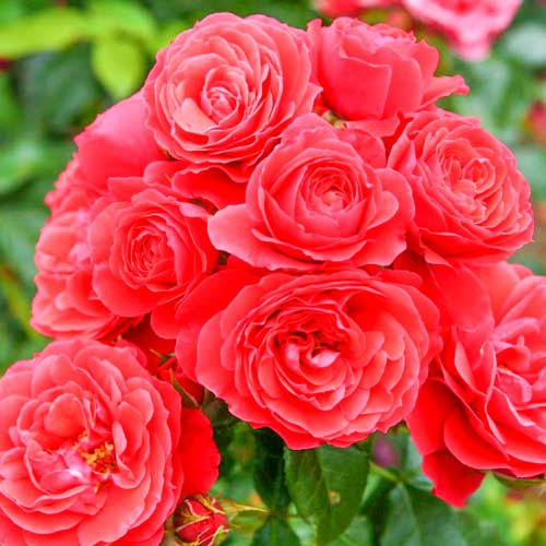 Róża bukietowa Cherry Girl interface.image 1 interface.art 2203