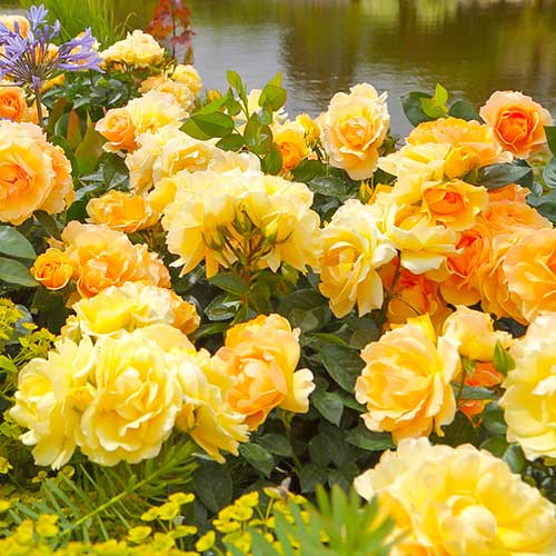 Róża rabatowa Hansestadt Rostock® interface.image 1 interface.art 5508