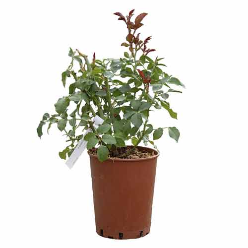 Róża rabatowa Hot Cocoa®, C5 interface.image 4 interface.art 5509