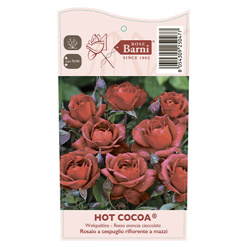Róża rabatowa Hot Cocoa®, C5 interface.image 5 interface.art 5509