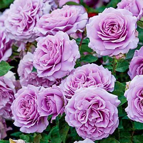 Róża bukietowa Love Song interface.art zdjęcie 1 Róża bukietowa Love Song interface.image 1 interface.art 2193