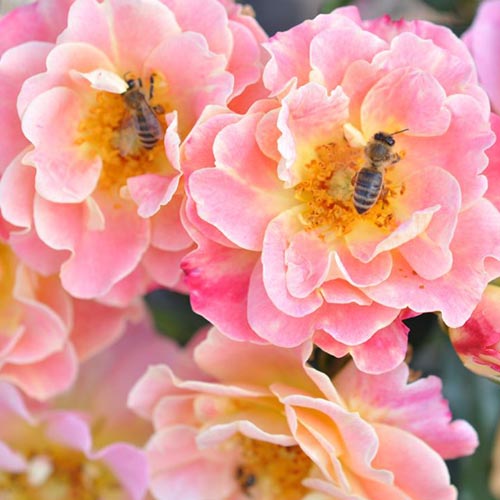 Róża bukietowa Mella Exotic interface.image 1 interface.art 4974