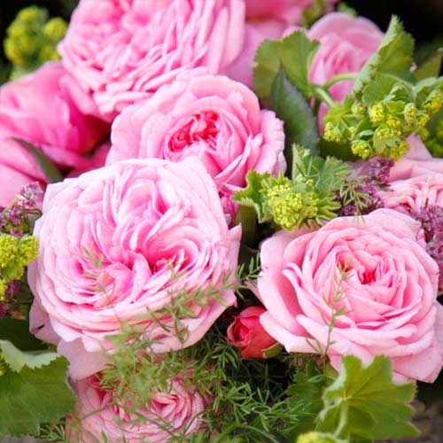 Róża bukietowa Summer Romance interface.art zdjęcie 1 Róża bukietowa Summer Romance interface.image 1 interface.art 2200