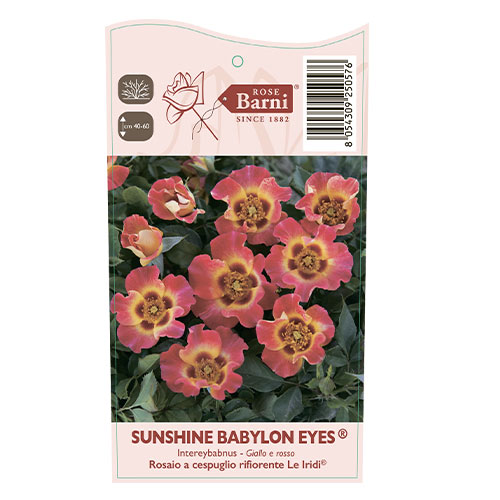 Róża rabatowa Sunshine Babylon Eyes®, C5 interface.art zdjęcie 3 Róża rabatowa Sunshine Babylon Eyes®, C5 interface.image 3 interface.art 5517