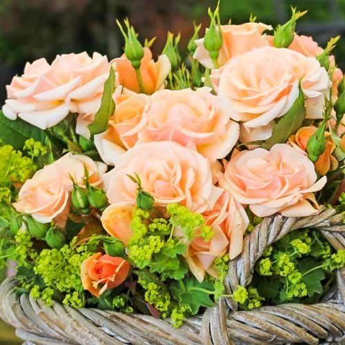 Róża bukietowa Sweet Honey interface.image 1 interface.art 2201