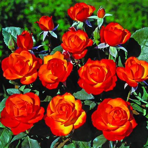 Róża rabatowa Tempi Moderni® interface.image 1 interface.art 5518