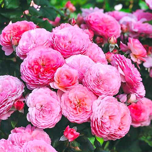 Róża rabatowa Theo Clevers interface.image 1 interface.art 5007