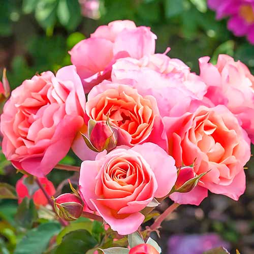 Róża rabatowa Trendy Fashion® interface.image 1 interface.art 4982