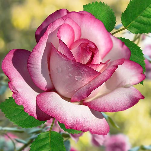 Róża wielkokwiatowa Atlas interface.image 1 interface.art 2103