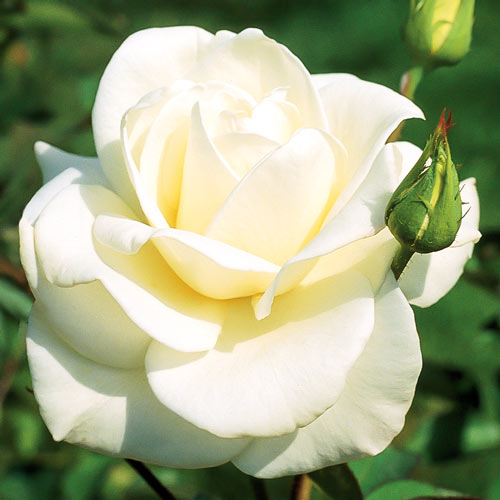 Róża wielkokwiatowa Pascali interface.image 1 interface.art 2130