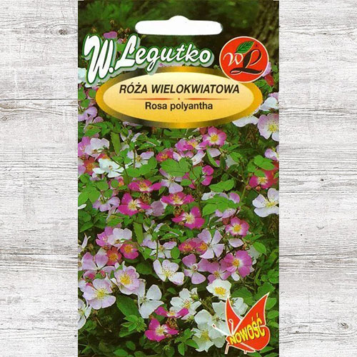 Róża chińska różowa Legutko interface.image 1 interface.art 87117