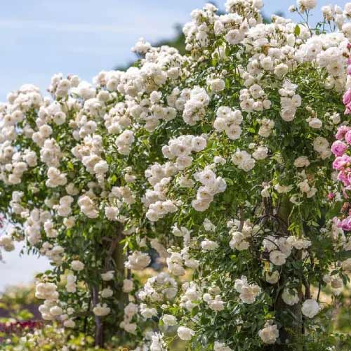 Róża pnąca Climbing Iceberg, root ball interface.image 1 interface.art 2148