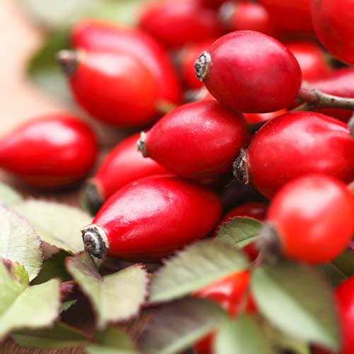 Róża dzika Desert interface.image 1 interface.art 9284