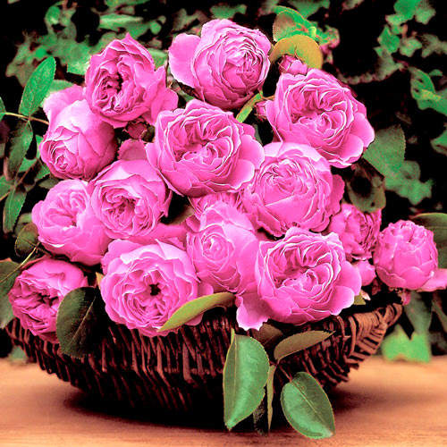 Róża bukietowa Leonardo da Vinci interface.image 1 interface.art 2857