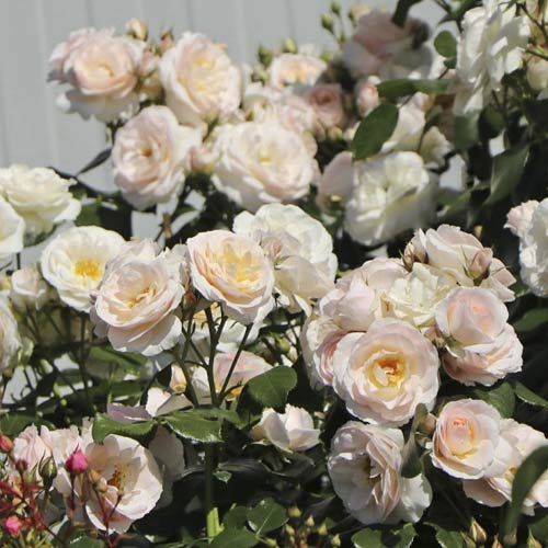 Róża miniaturowa Lady Meillandina interface.image 1 interface.art 6260