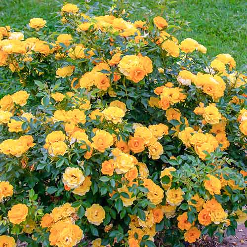 Róża miniaturowa Lucciola® interface.art zdjęcie 1 Róża miniaturowa Lucciola® interface.image 1 interface.art 5554