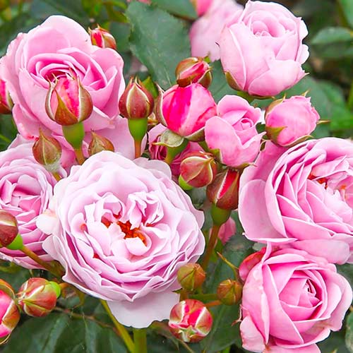 Róża miniaturowa Nautica® interface.image 1 interface.art 5705