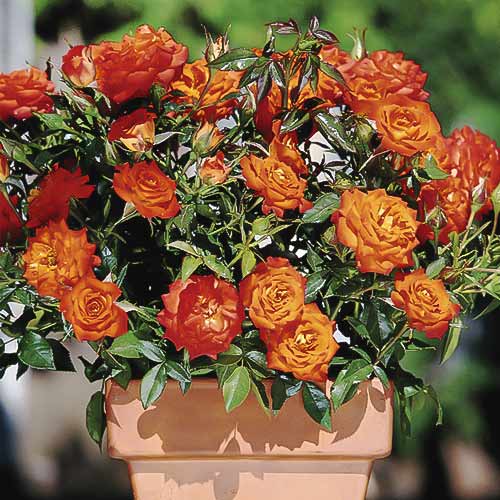 Róża miniaturowa Orange Jewel interface.image 1 interface.art 6261