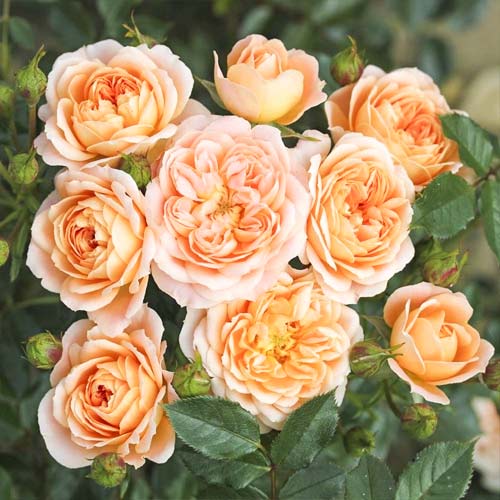 Róża miniaturowa Sweet Dream interface.image 1 interface.art 6262